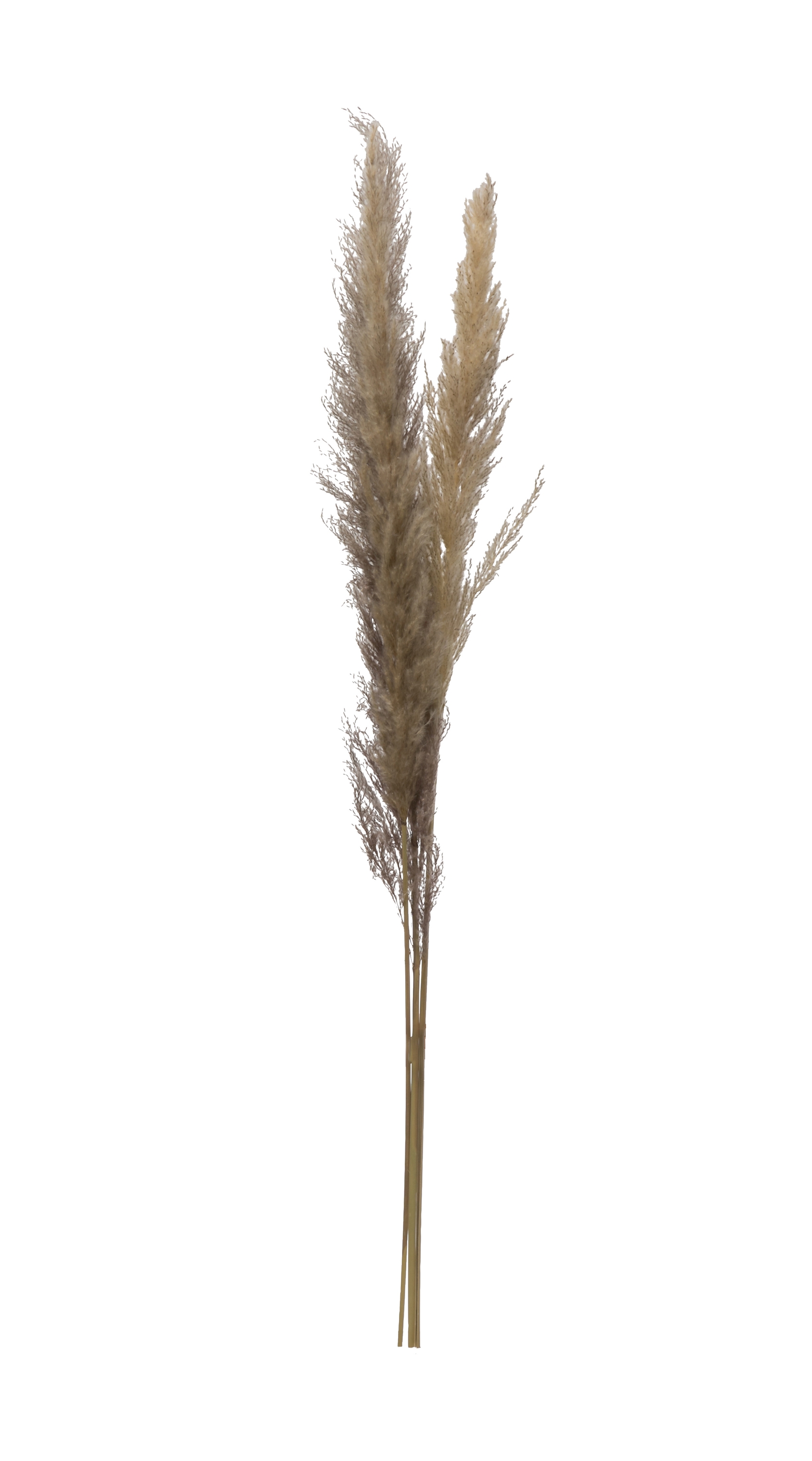 43-1/4"H Dried Natural Pampas Grass Bunch - Image 0
