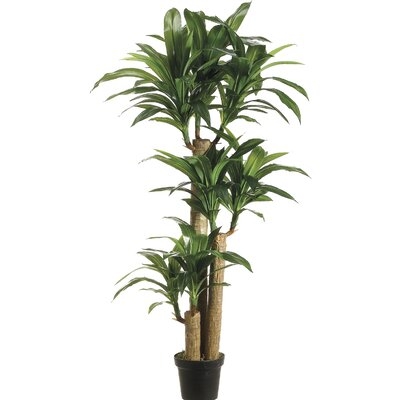 Tropical Dracaena Tree in Pot - Image 0