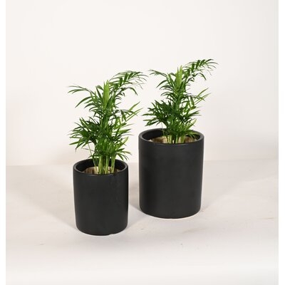 Live Plant Parlor Palm With Ceramic Planter Pots 5'' Sky Blue/6'' White - Image 0