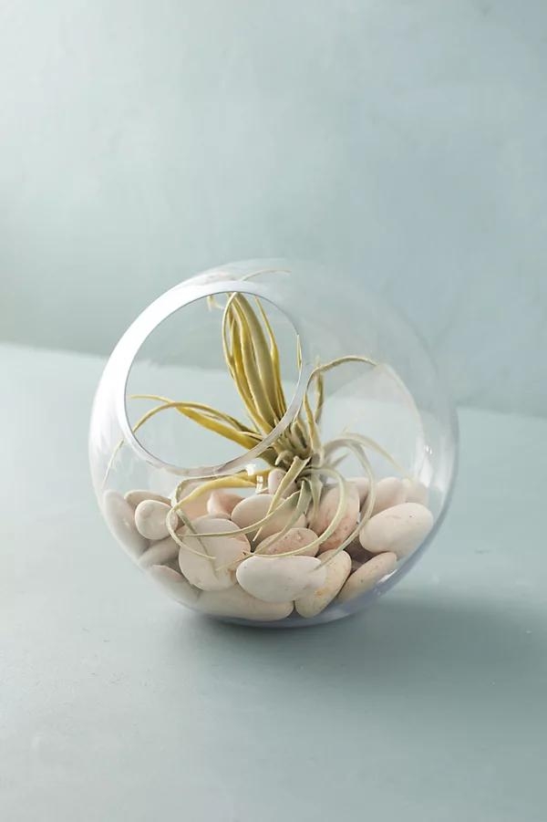 Angled Fishbowl Terrarium - Image 0