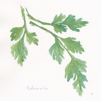 Chervil by Chris Paschke - Wrapped Canvas Painting Print - Image 0