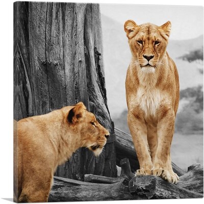 Lionesses in African Savannah - Wrapped Canvas Photograph Print - Image 0