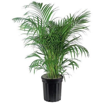 Areca Palm Live Plant 10" Pot Top Indoor Air Purifier - Image 0