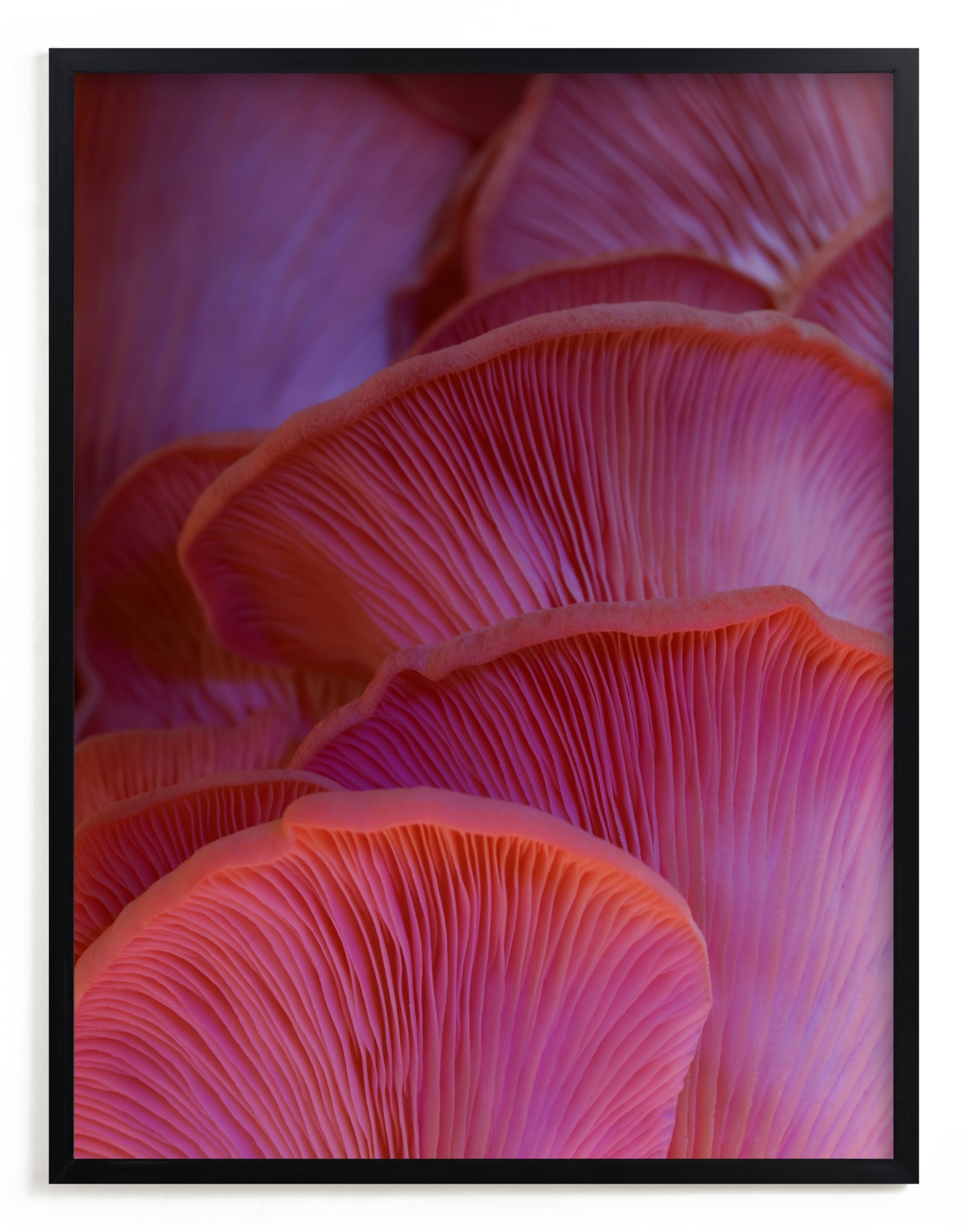 Pink Oyster Mushrooms Limited Edition Fine Art Print 2 - Image 0
