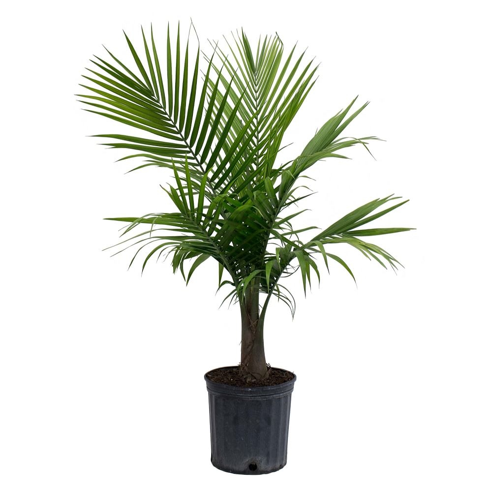 Live Majesty Palm Plant in 10" Grower Pot - Image 0