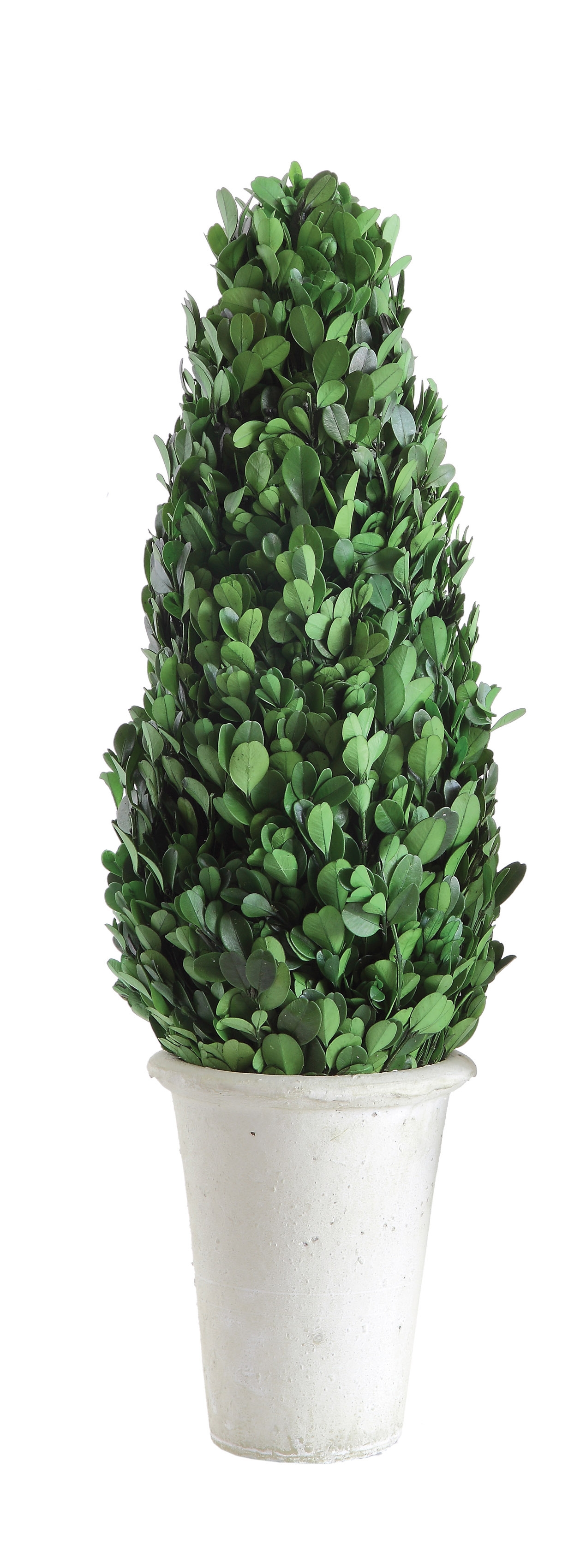 17" Preserved Boxwood Cone Topiary in Clay Pot - Image 0
