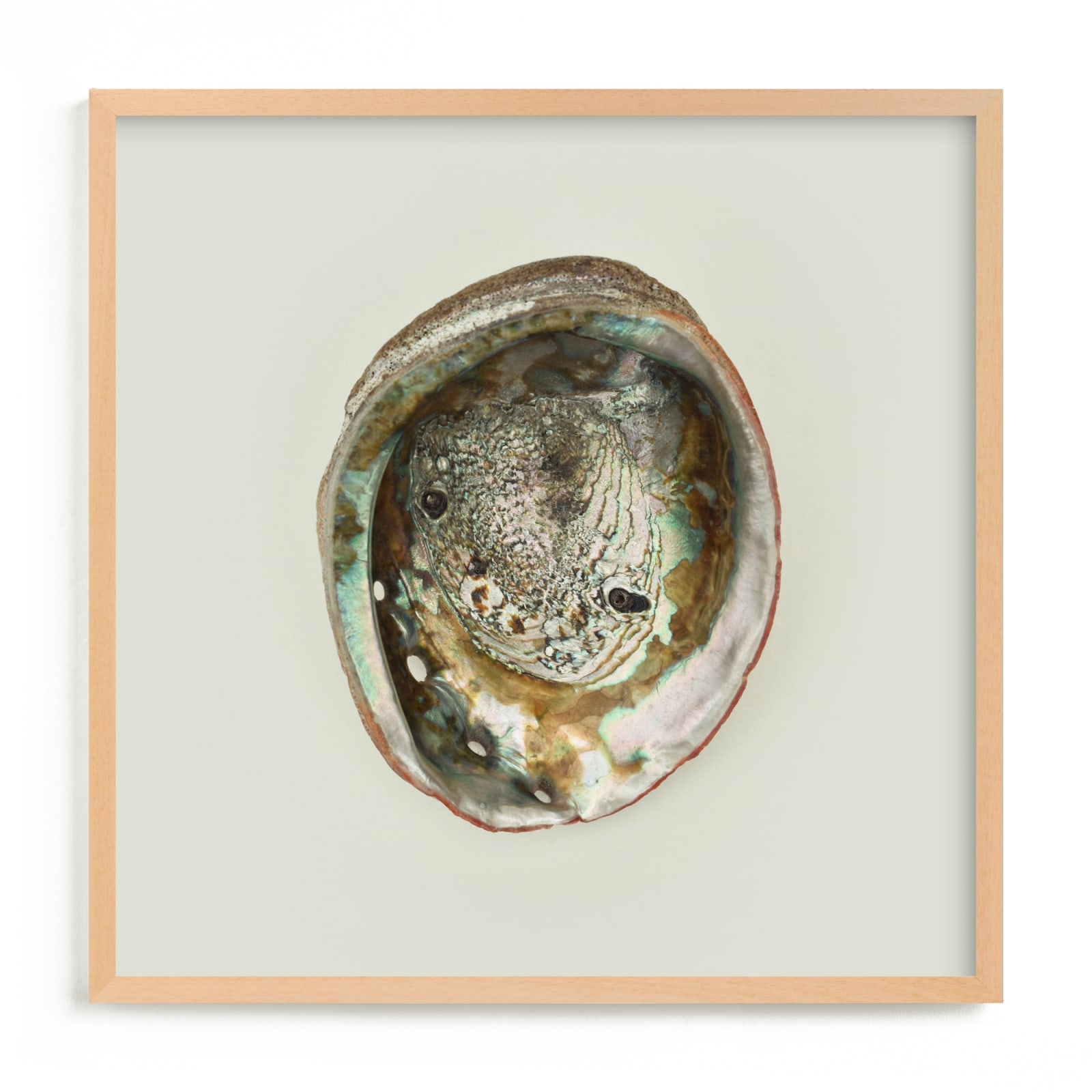 Abalone Shell Limited Edition Fine Art Print 2 - Image 0