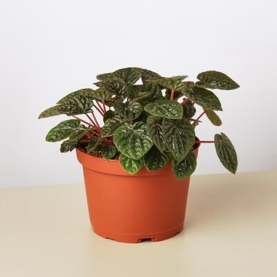 Peperomia 'Ripple Red' Size: 6" Pot - Image 0