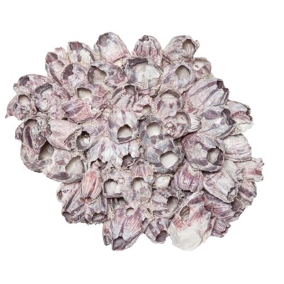 Alves Extra Large Barnacle Cluster Sculpture - Image 0