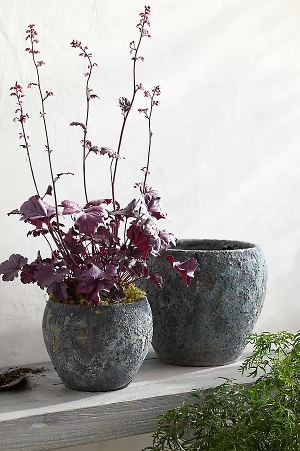 Barnacle Juliet Planter - Image 0