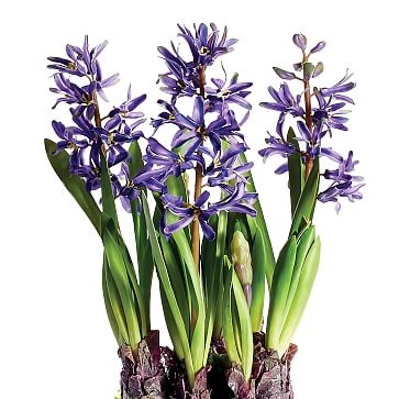 Hyacinth Botanical, Purple - Image 1
