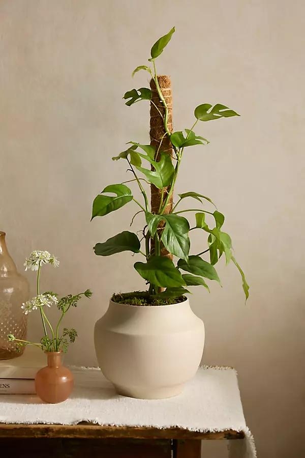 Monstera minima Plant, Vine Support + Ceramic Planter - Image 0