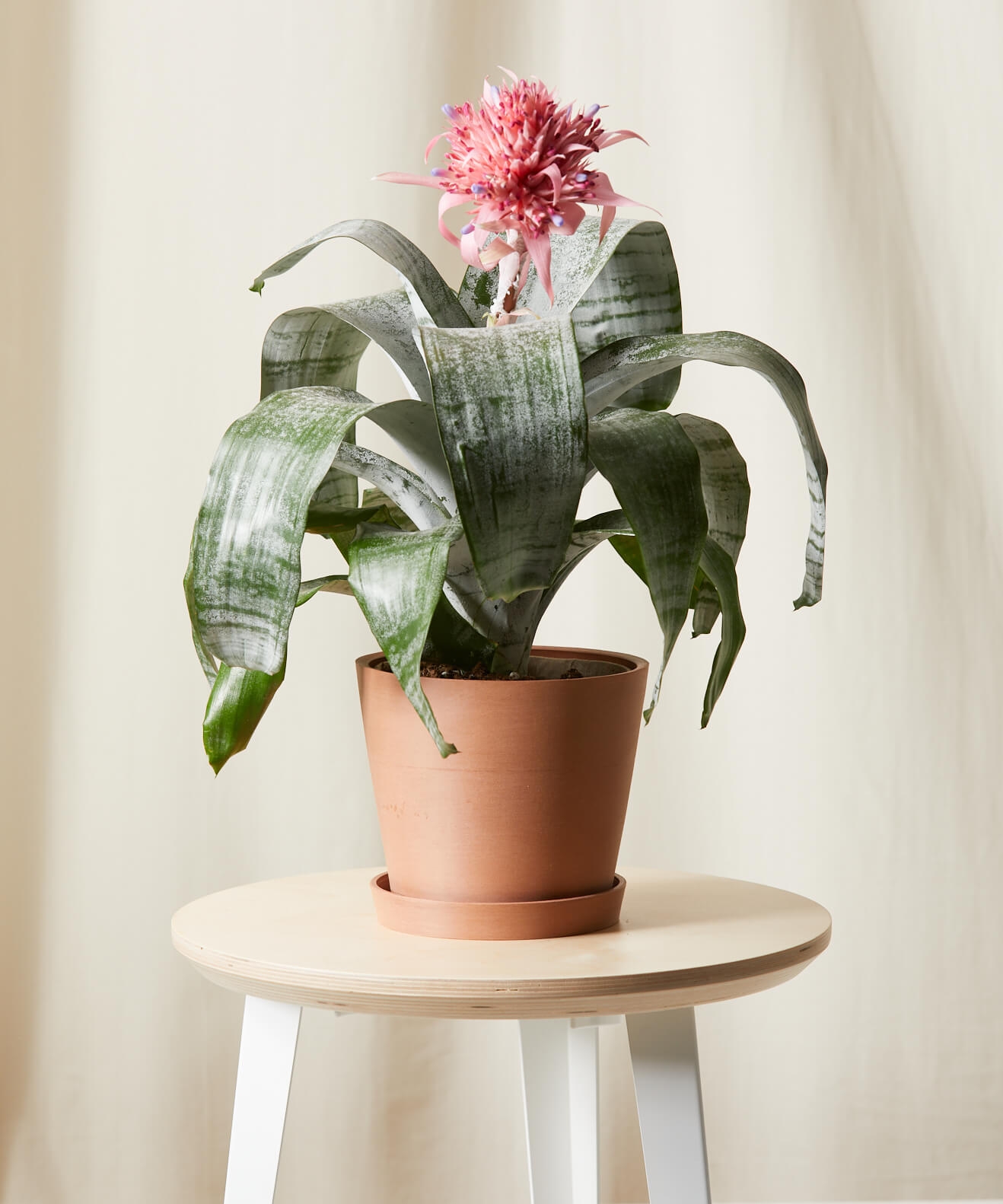 Bromeliad Aechmea Pink -  Clay - Image 0