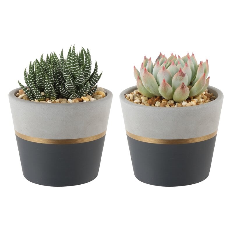 Costa Farms Live Succulent in Pot, Set of 2 - Image 1