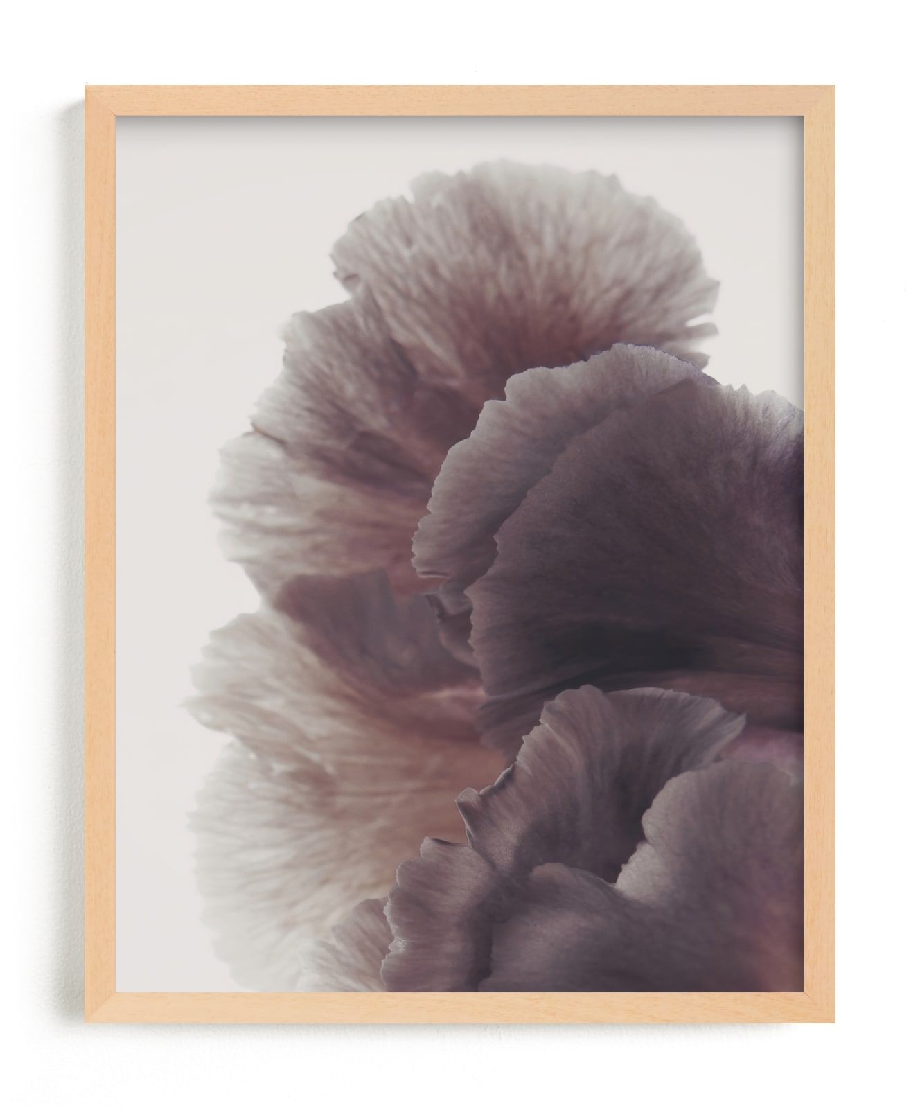 Ruffled Limited Edition Fine Art Print 2 - Image 0