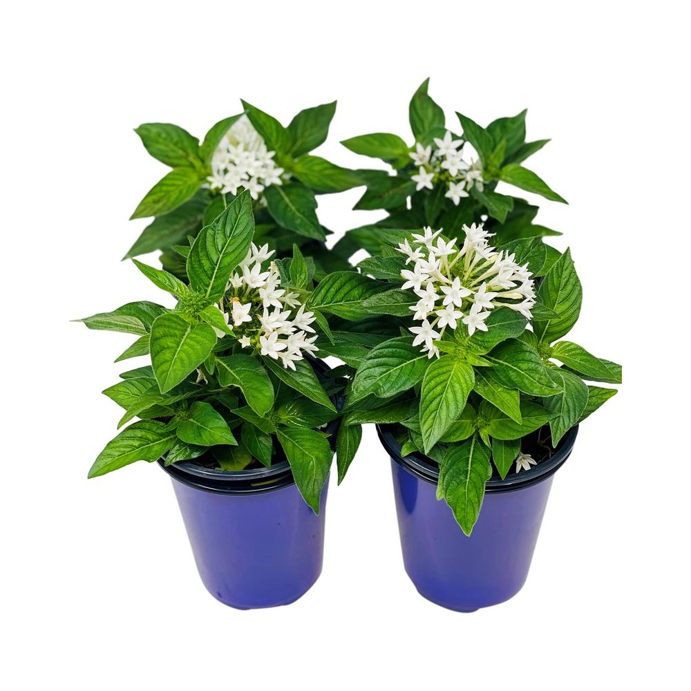 Pure Beauty Farms 4.5 in. Penta White Flowers in Grower's Pot (4-Plants) - Image 0