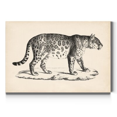 Brodtmann Male Leopard - Drawing Print on Canvas - Image 0