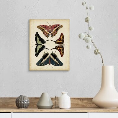 Display of Butterflies II by Studio Vision - Painting Print on Canvas - Image 0