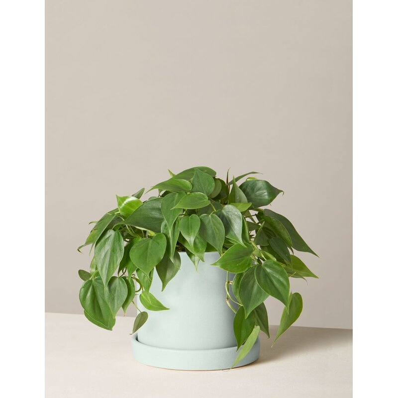 The Sill Live Philodendron Plant in Pot Size: 17" H x 7" W x 7" D, Base Color: Mint - Image 0