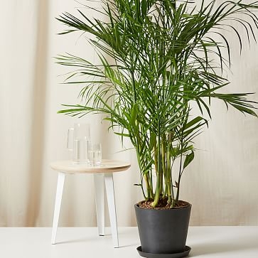 Live Plant, Bamboo Palm, Extra Large Floor, 12''diam, Terracotta Planter - Image 1