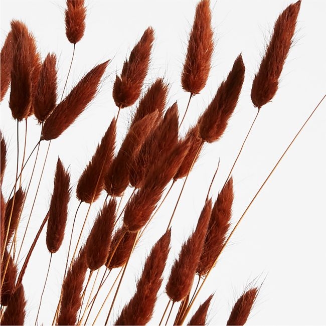 Dried Rust Bunny Tail Bunch - Image 0