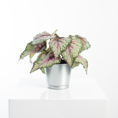 Wild Begonia Leaf Faux Artificial Houseplant In Metal Pot - Image 0