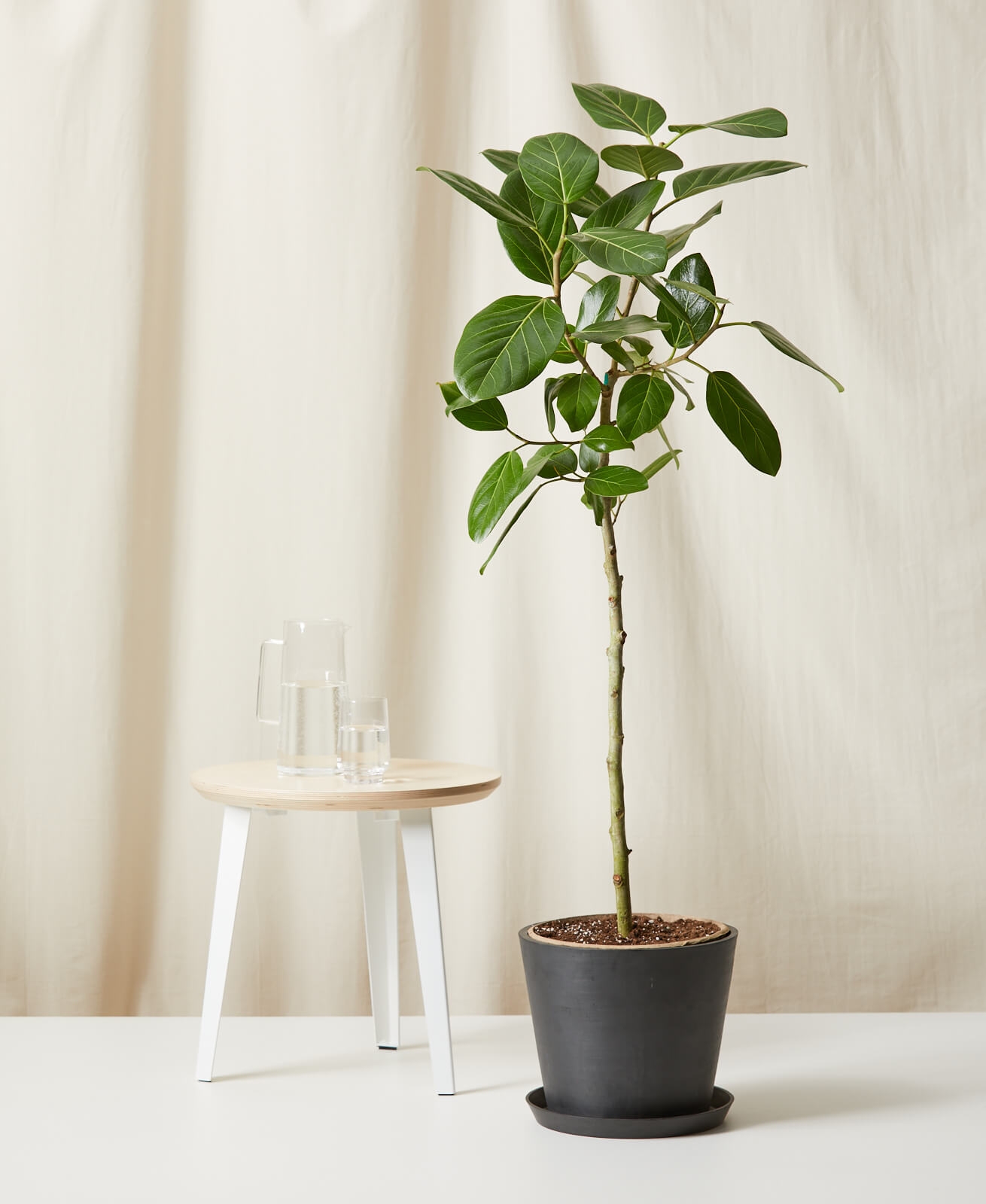 Ficus Audrey, Charcoal Pot - Image 0