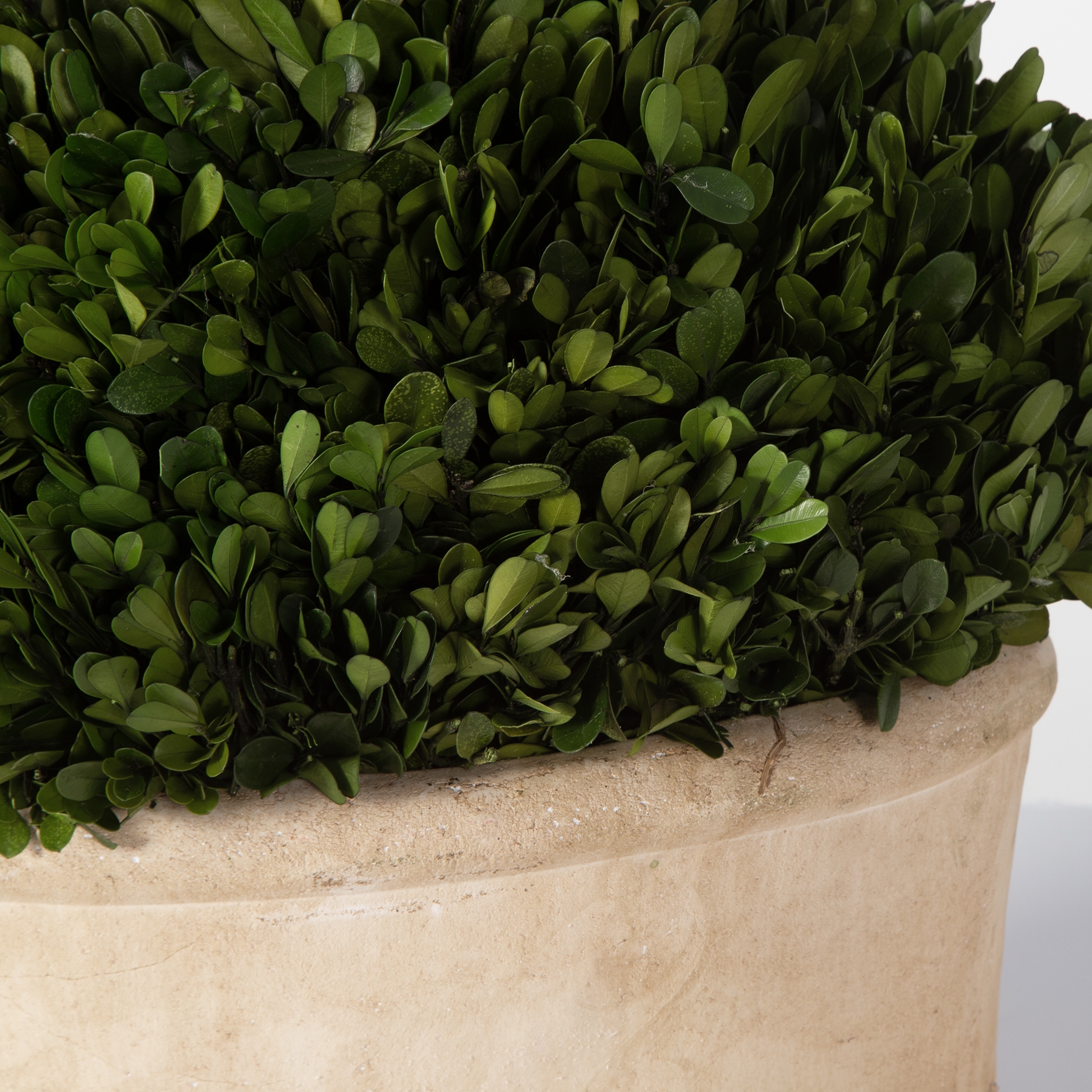 Oval Domes Preserved Boxwood Set/2 - Image 4