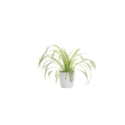 11" Live Spider Plant in Pot - Image 0