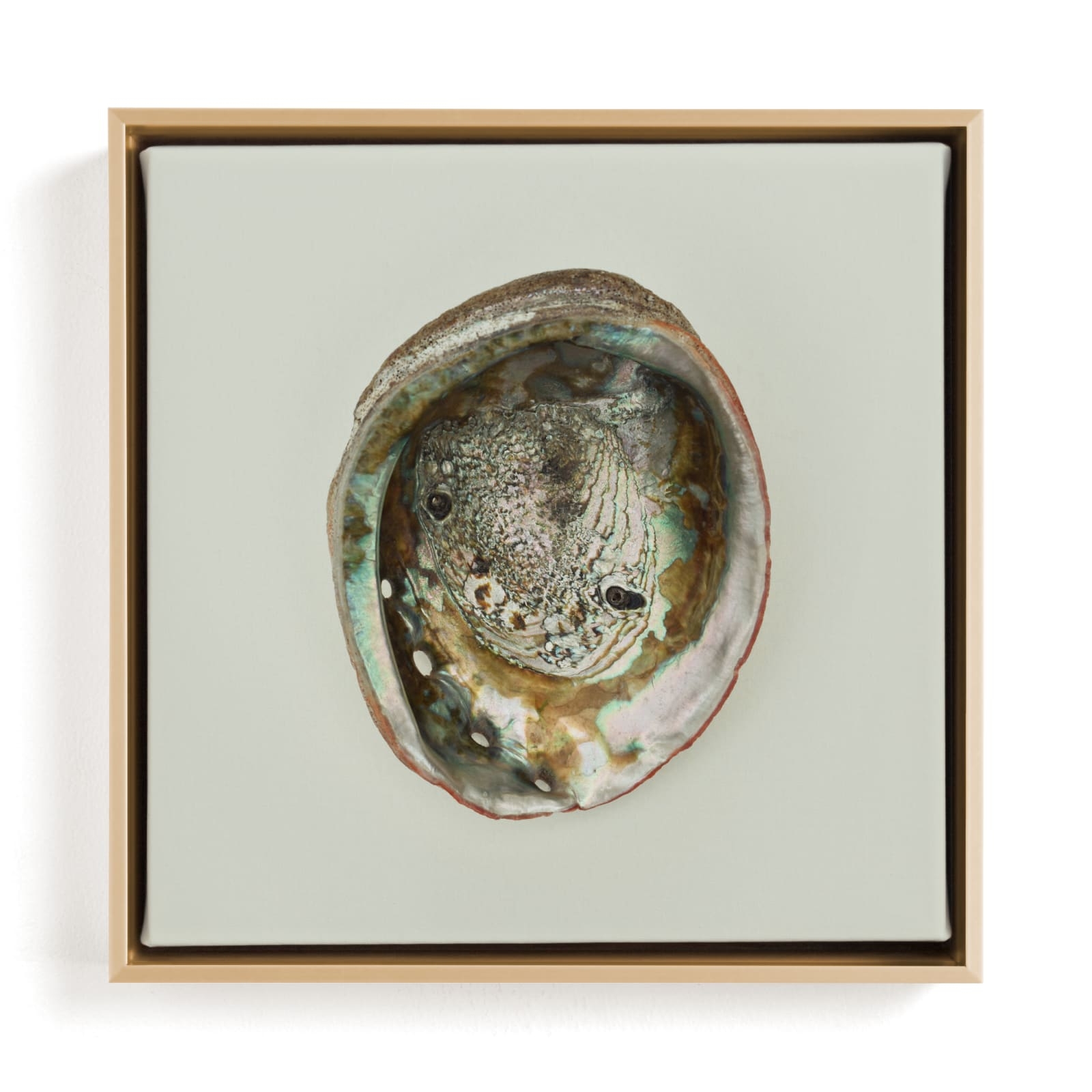 Abalone Shell Limited Edition Fine Art Print 2 - Image 0