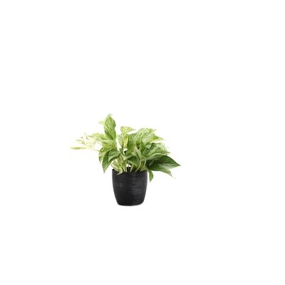 6" Live Pothos Plant in Pot - Image 0