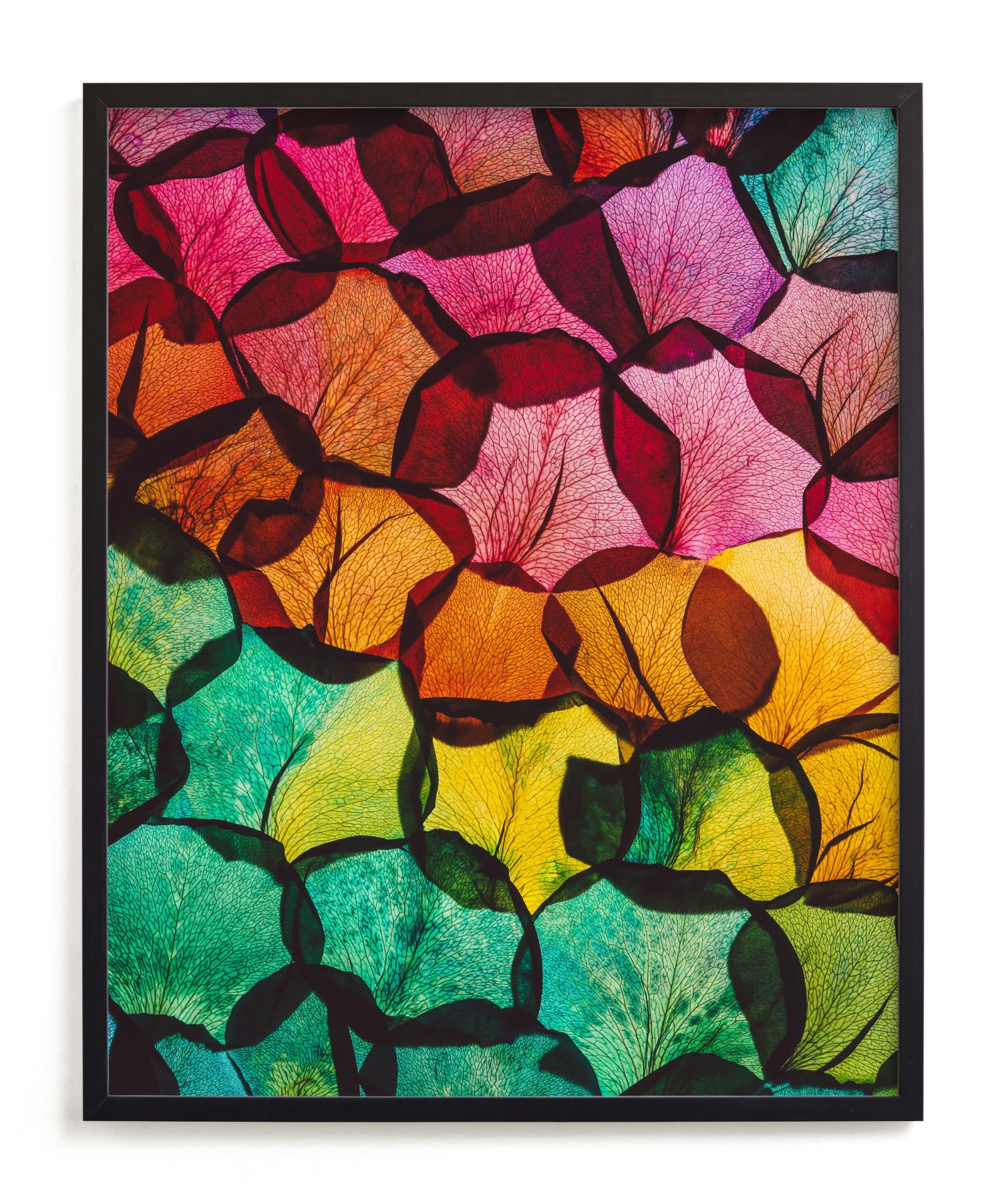 Rainbow Rose Petals Limited Edition Fine Art Print 2 - Image 0