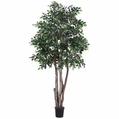 Mini Ficus Executive Floor Foliage Tree in Pot - Image 0