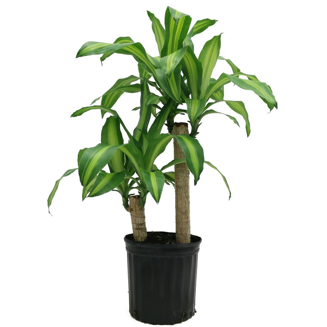 Costa Farms Mass Cane in Grower Pot - Image 0