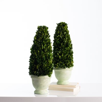 20 Inch Boxwood Tree Cone Topiary In Light Green Tinted Weathered Concrete Urn - Single Or Pair - Image 0