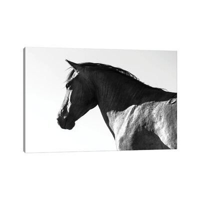 Black Beauty by - Wrapped Canvas - Image 0