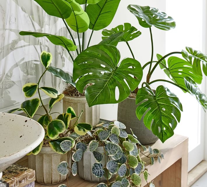 Faux Potted Houseplant,Small,Monstera - Image 3