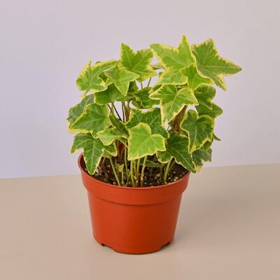 English Ivy 'Gold Child' - 6" Pot Hanging Pot - Live House Plant - FREE Care Guide - Great Groundcover - Image 0