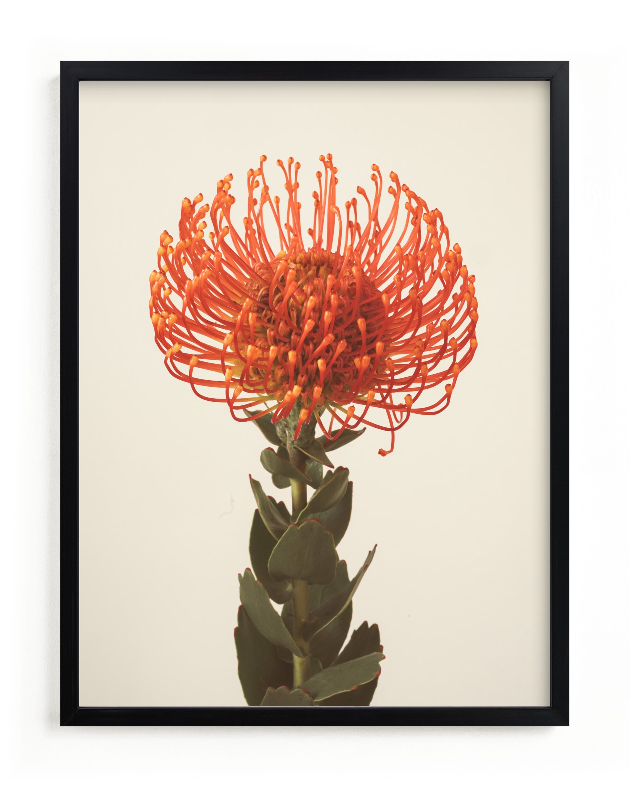 Protea I Limited Edition Fine Art Print 2 - Image 0