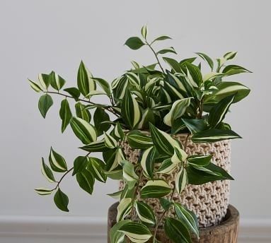 Faux Wandering Variegated Tradescantia Houseplant, Trailing - Image 2