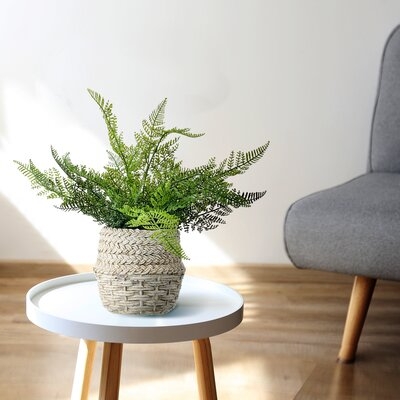 Plastic UV Proof Natural Touch Lace Fern In Cement Pot15" - Image 0