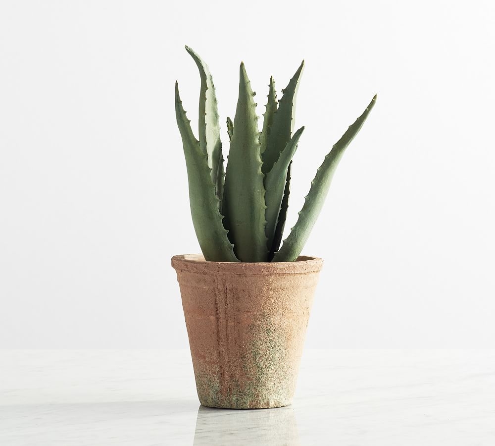 Potted Succulents, Medium, Spike Aloe - Image 0