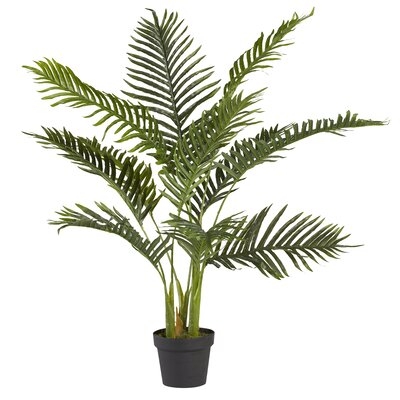 Areca Palm Plant in Pot Liner - Image 0