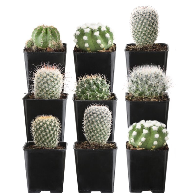 Costa Farms 9 Live Cactus Plant in Pot Set - Image 0
