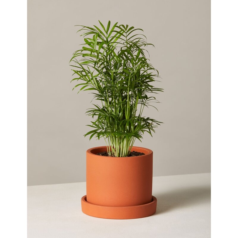 The Sill 15'' Live Palm Plant in Pot Base Color: Terracotta - Image 0
