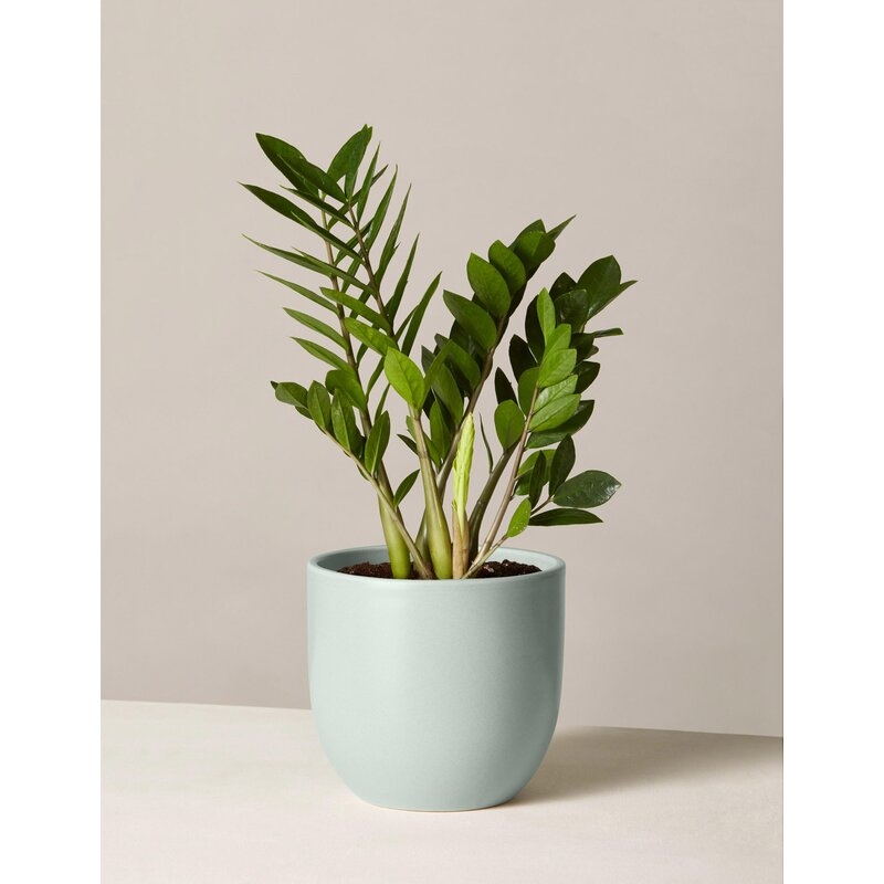 The Sill Live  Zamioculcas Plant in Pot Size: 20" H x 7" W x 7" D, Base Color: Mint - Image 0