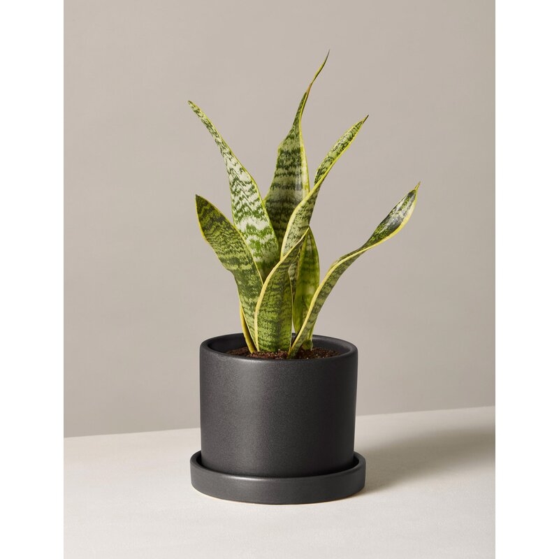 The Sill Live Snake Plant in Pot Size: 22" H x 5" W x 5" D, Base Color: Black - Image 0