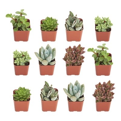 12 Live Succulent in Pot Set - Image 0