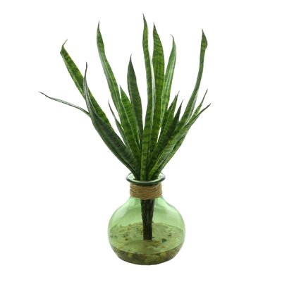 Snake Plant In Tinted Glass Vase - Image 0