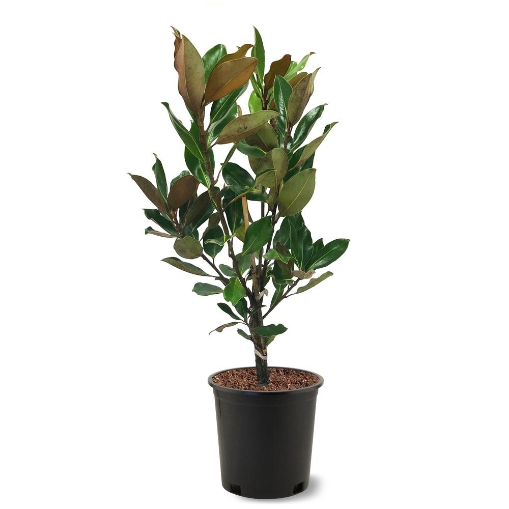 PLANT ME GREEN 3 gal. Little Gem Southern Magnolia Tree - Image 0